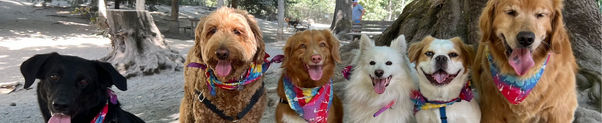 Dogs sitting looking at the camera