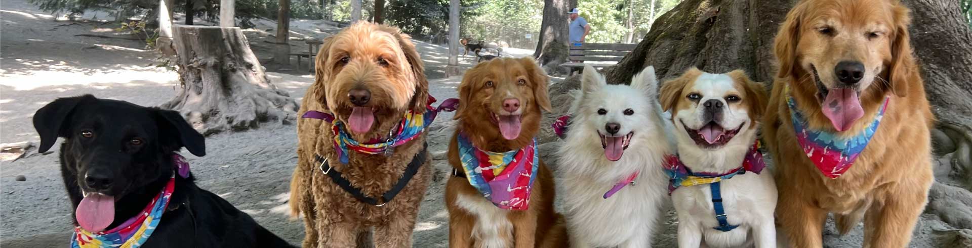 home_banner Image of six dogs smiling at the camera.